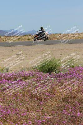 media/Mar-12-2023-SoCal Trackdays (Sun) [[d4c8249724]]/Turn 15 Inside Bloom (130pm)/